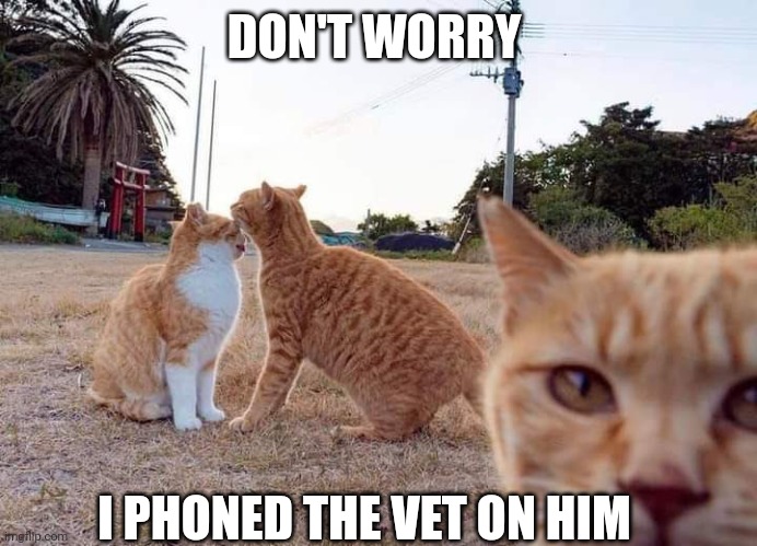 Cat Third Wheel | DON'T WORRY; I PHONED THE VET ON HIM | image tagged in cat third wheel | made w/ Imgflip meme maker