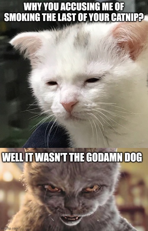 WHY YOU ACCUSING ME OF SMOKING THE LAST OF YOUR CATNIP? WELL IT WASN'T THE GODAMN DOG | image tagged in i'm awake but at what cost,evil cat | made w/ Imgflip meme maker