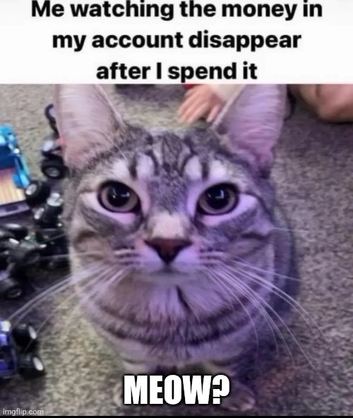 MEOW? | image tagged in meow | made w/ Imgflip meme maker