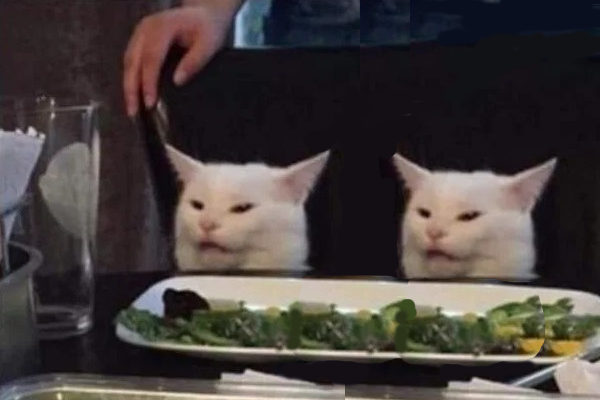 blamed two cat Blank Meme Template