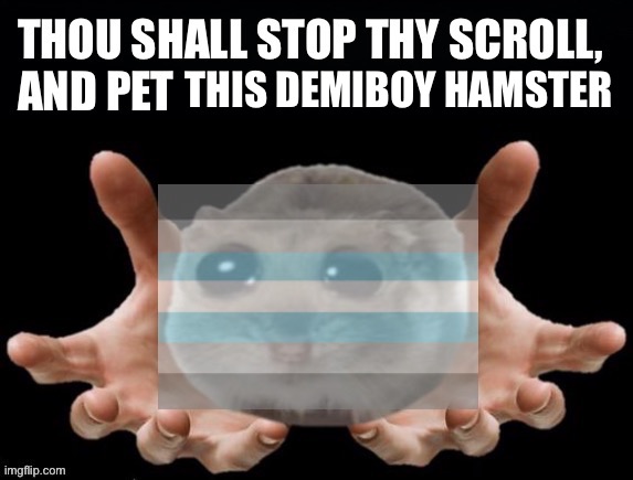 Please pet the demiboy hamster | THIS DEMIBOY HAMSTER | image tagged in thou shall stop thy scoll and pet this hamster,pet,hamster,hamsters,lgbtq,demiboy | made w/ Imgflip meme maker