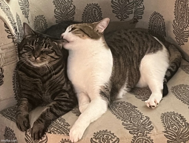 My friends cats | made w/ Imgflip meme maker