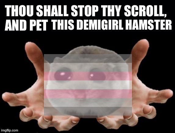 Please pet the demigirl hamster | THIS DEMIGIRL HAMSTER | image tagged in thou shall stop thy scoll and pet this hamster,pet,hamster,hamsters,lgbtq,demigirl | made w/ Imgflip meme maker