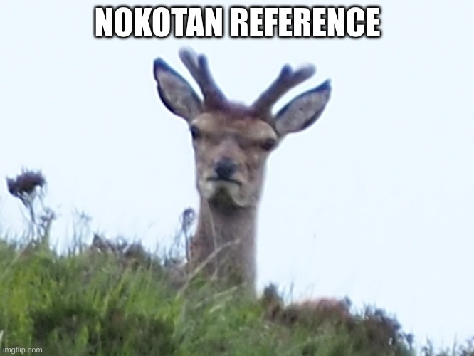 Nokonokonokonoko | NOKOTAN REFERENCE | image tagged in furious deer | made w/ Imgflip meme maker