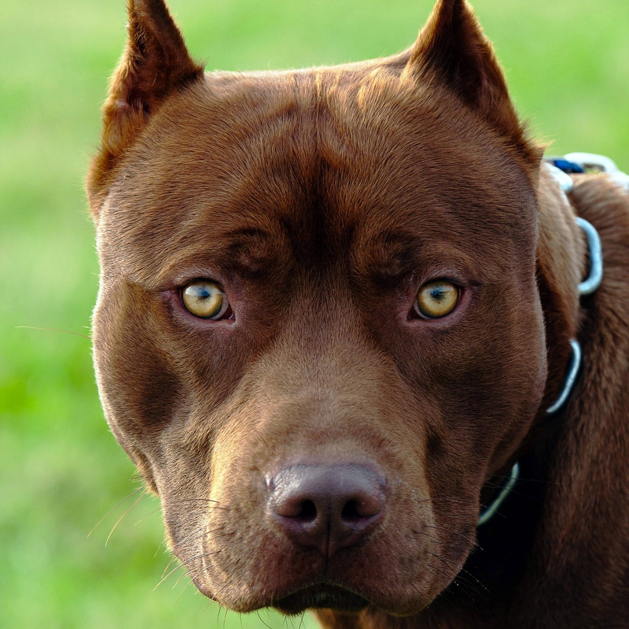 Pitbull dog Blank Meme Template