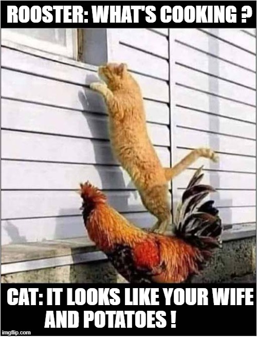 The Bearer Of Bad News ! | ROOSTER: WHAT'S COOKING ? CAT: IT LOOKS LIKE YOUR WIFE
          AND POTATOES ! | image tagged in cats,rooster,chicken,potatoes | made w/ Imgflip meme maker