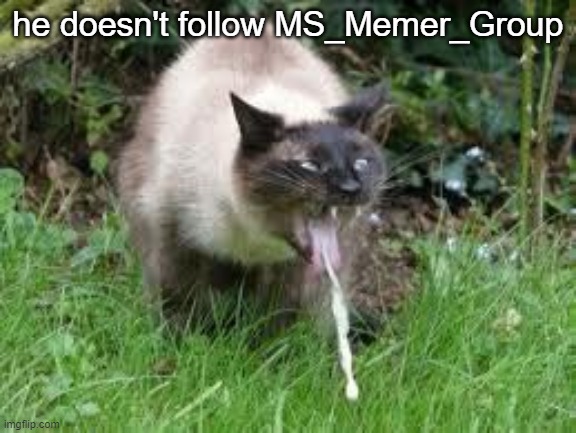 cät | he doesn't follow MS_Memer_Group | image tagged in c t | made w/ Imgflip meme maker