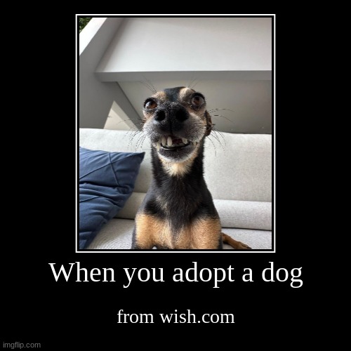 wish.com | When you adopt a dog | from wish.com | image tagged in funny,demotivationals | made w/ Imgflip demotivational maker