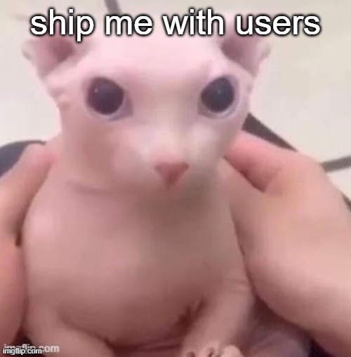 bingus | ship me with users | image tagged in bingus | made w/ Imgflip meme maker