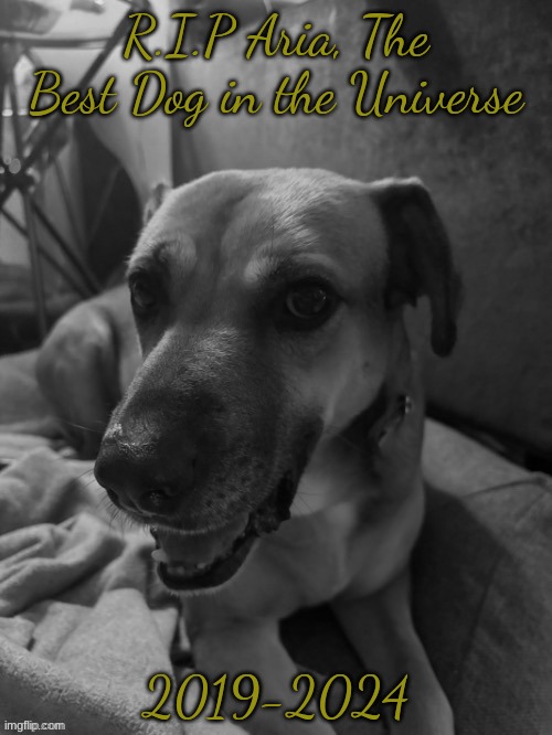 One last post to remember her. Pay your respects in the comments. | R.I.P Aria, The Best Dog in the Universe; 2019-2024 | made w/ Imgflip meme maker