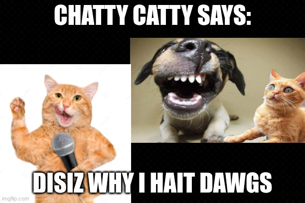 Chatty Catty Says | CHATTY CATTY SAYS:; DISIZ WHY I HAIT DAWGS | image tagged in free,chatty catty,memes,funny,dogs an cats | made w/ Imgflip meme maker