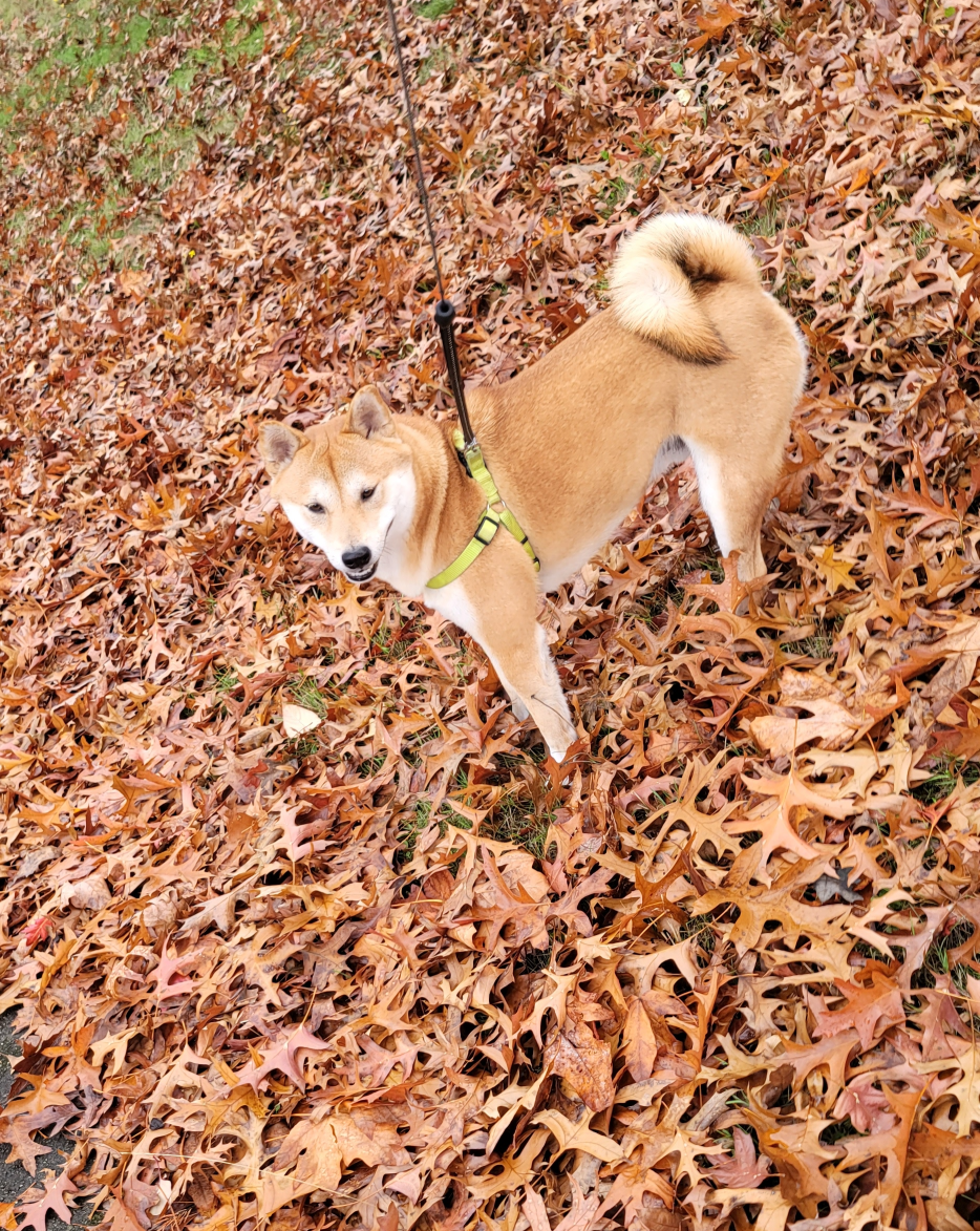 Fall Doggo Blank Meme Template