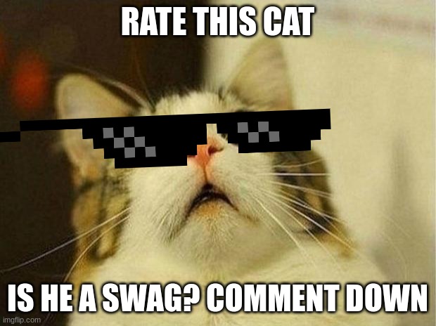 Swag? | RATE THIS CAT; IS HE A SWAG? COMMENT DOWN | image tagged in memes,scared cat | made w/ Imgflip meme maker