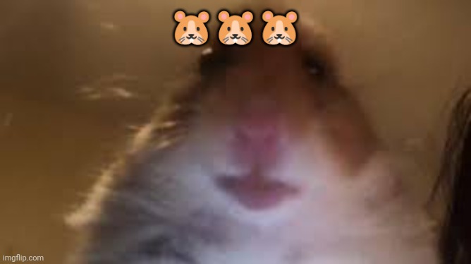 Hamster | 🐹🐹🐹 | image tagged in facetime hamster | made w/ Imgflip meme maker