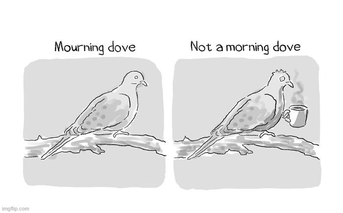 Doves | image tagged in comics | made w/ Imgflip meme maker