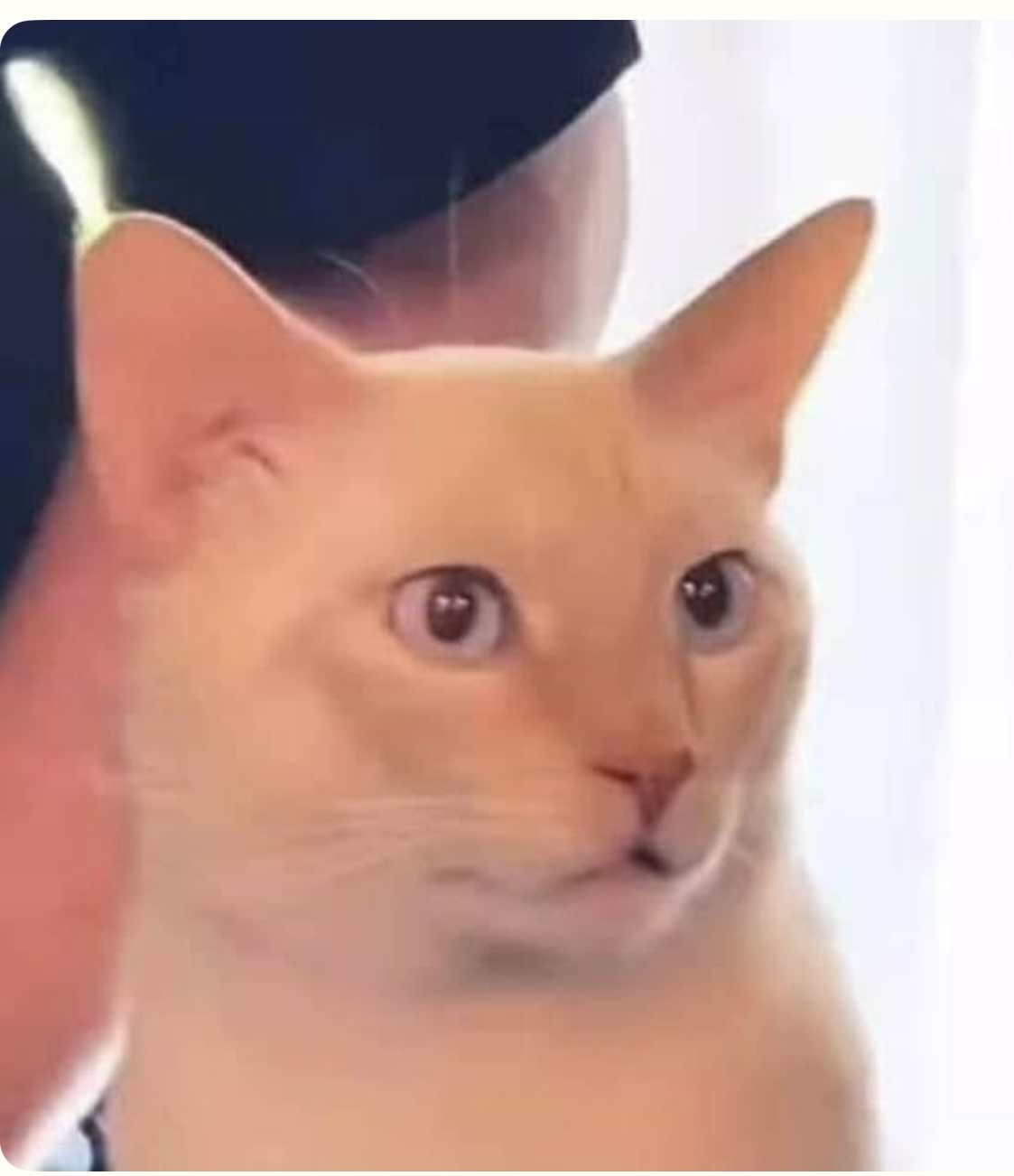 Cat stare Blank Meme Template