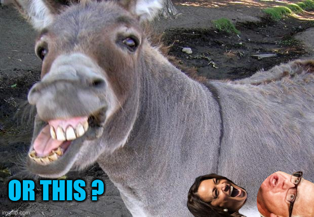 jackass | OR THIS ? | image tagged in jackass | made w/ Imgflip meme maker