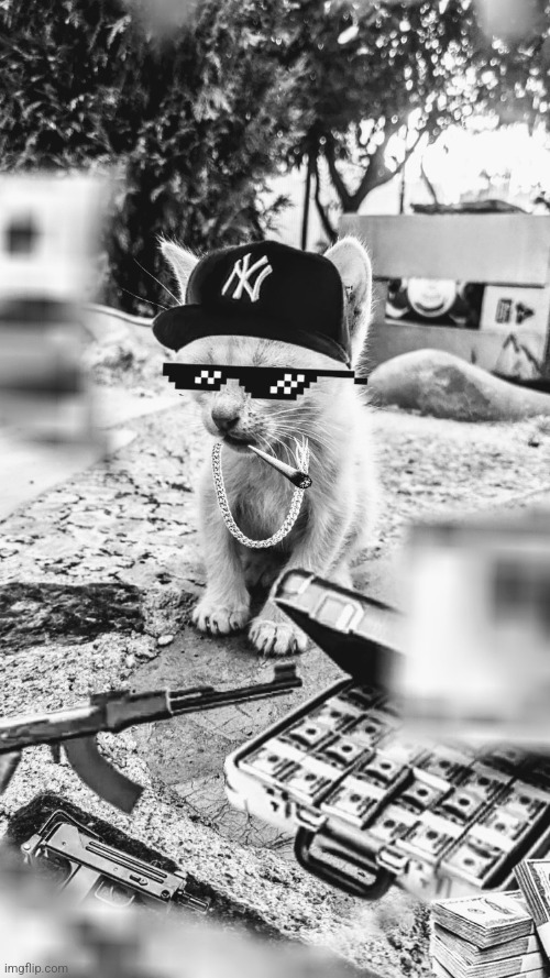 Thug kitten dealer | image tagged in kitten,thug life,dealer,business cat,money,gangster | made w/ Imgflip meme maker