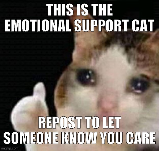 sad thumbs up cat | THIS IS THE EMOTIONAL SUPPORT CAT REPOST TO LET SOMEONE KNOW YOU CARE | image tagged in sad thumbs up cat | made w/ Imgflip meme maker