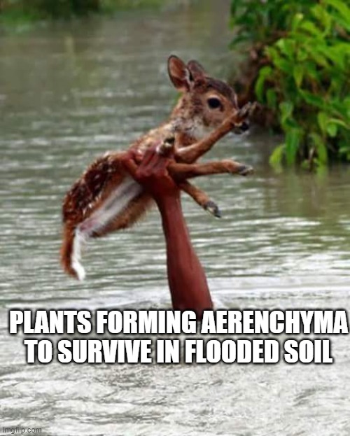 Saving Deer | PLANTS FORMING AERENCHYMA TO SURVIVE IN FLOODED SOIL | image tagged in saving deer | made w/ Imgflip meme maker