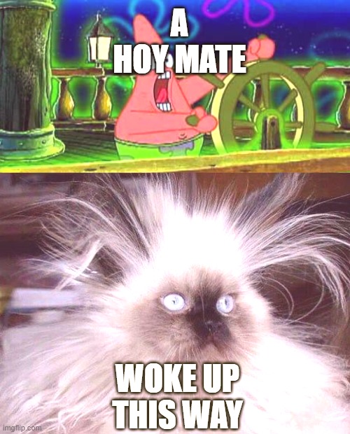 A
HOY MATE; WOKE UP THIS WAY | image tagged in lolololololol lol,crazy hair cat | made w/ Imgflip meme maker