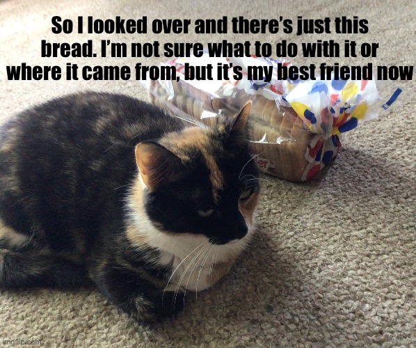 I can’t tell which one the cat is | So I looked over and there’s just this bread. I’m not sure what to do with it or where it came from, but it’s my best friend now | image tagged in cat,funny cats,bread,cute cat | made w/ Imgflip meme maker