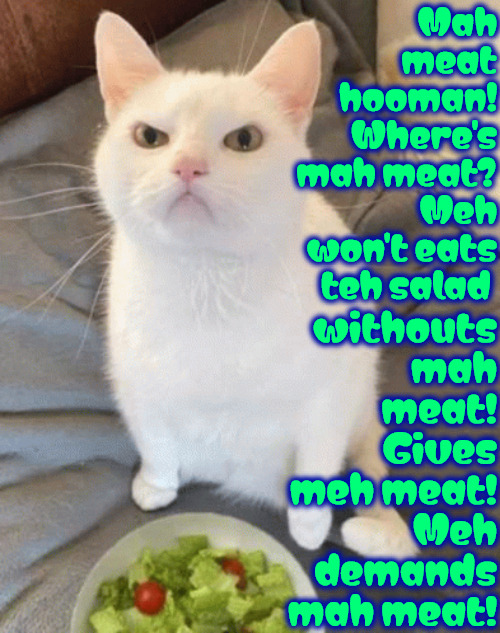 Where's Mah Meat | withouts mah meat! Gives meh meat! Meh demands mah meat! Mah meat hooman! Where's mah meat? Meh won't eats teh salad | image tagged in cats,funny,carnivores,demand,gimme,angry cat | made w/ Imgflip meme maker