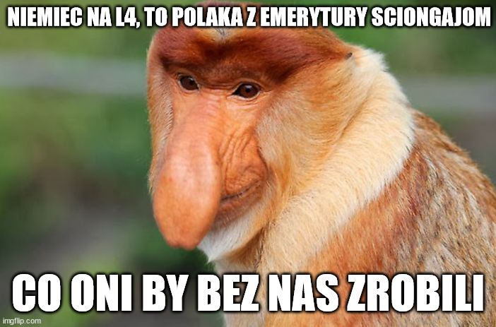 nosacz | NIEMIEC NA L4, TO POLAKA Z EMERYTURY SCIONGAJOM; CO ONI BY BEZ NAS ZROBILI | image tagged in nosacz | made w/ Imgflip meme maker