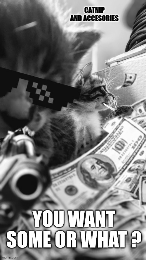 Catnip dealers | CATNIP AND ACCESORIES; YOU WANT SOME OR WHAT ? | image tagged in catnip dealers,kittens,dealer,gang,thug life,catnip | made w/ Imgflip meme maker