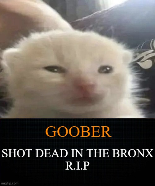 goober shot dead? | GOOBER; SHOT DEAD IN THE BRONX
R.I.P | image tagged in cat | made w/ Imgflip meme maker