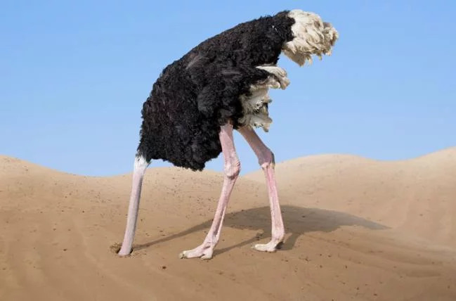 ostrich head in sand Blank Meme Template