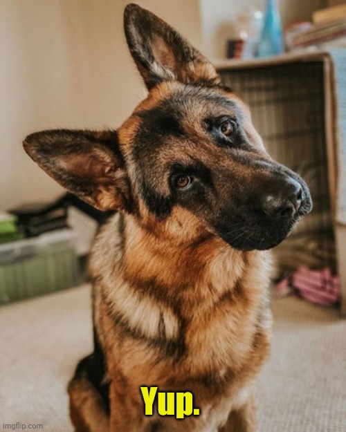 GSD Head Tilt | Yup. | image tagged in gsd head tilt | made w/ Imgflip meme maker