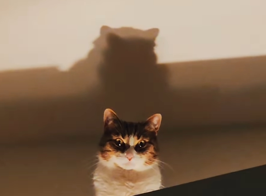 Staring Cat Blank Meme Template