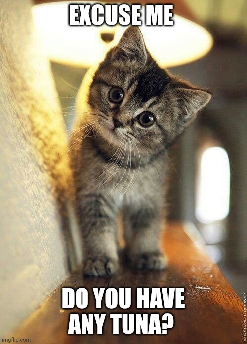 Tuna | EXCUSE ME; DO YOU HAVE ANY TUNA? | image tagged in cute kitten gets busted,funny memes | made w/ Imgflip meme maker