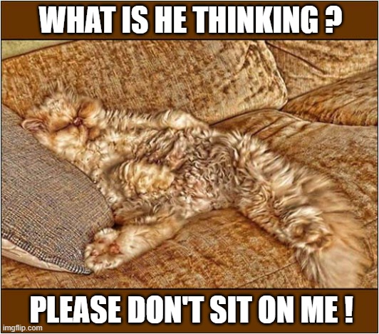 Hiding In Plain Sight ! | WHAT IS HE THINKING ? PLEASE DON'T SIT ON ME ! | image tagged in cats,camouflage,sofa,sitting | made w/ Imgflip meme maker