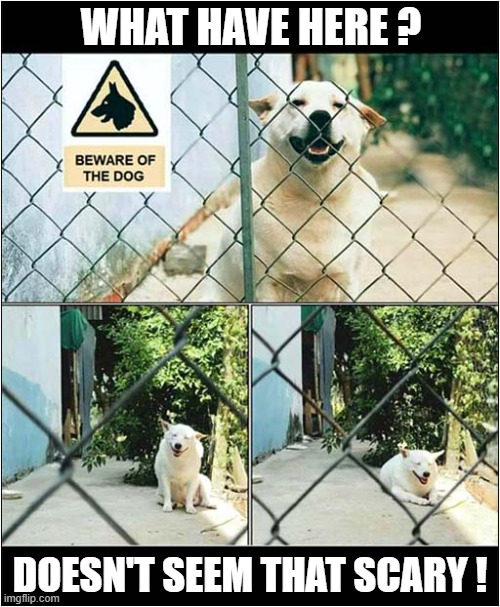 Beware Of The Dog ? | WHAT HAVE HERE ? DOESN'T SEEM THAT SCARY ! | image tagged in dogs,beware,smile | made w/ Imgflip meme maker