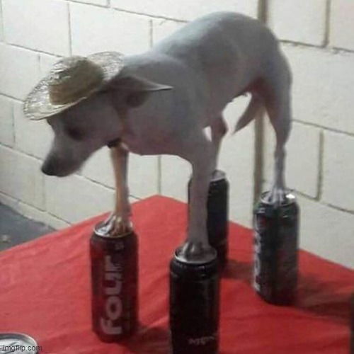 Dog Standing on Aluminum Cans | image tagged in dog standing on aluminum cans | made w/ Imgflip meme maker