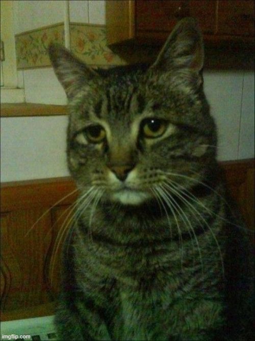 Depressed Cat Meme | image tagged in memes,depressed cat | made w/ Imgflip meme maker