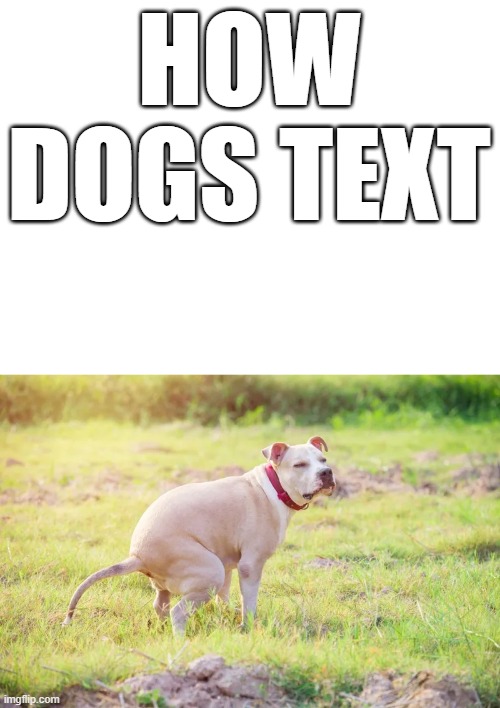 HOW DOGS TEXT | image tagged in funny animals | made w/ Imgflip meme maker