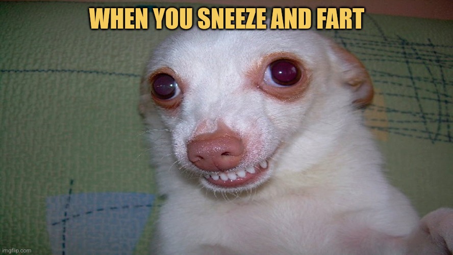 embarrassed grin | WHEN YOU SNEEZE AND FART | image tagged in embarrassed grin | made w/ Imgflip meme maker