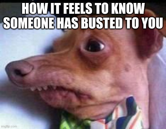 lisp dog | HOW IT FEELS TO KNOW SOMEONE HAS BUSTED TO YOU | image tagged in lisp dog | made w/ Imgflip meme maker