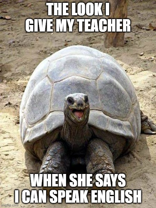 Silly turtle | THE LOOK I GIVE MY TEACHER; WHEN SHE SAYS I CAN SPEAK ENGLISH | image tagged in silly turtle | made w/ Imgflip meme maker