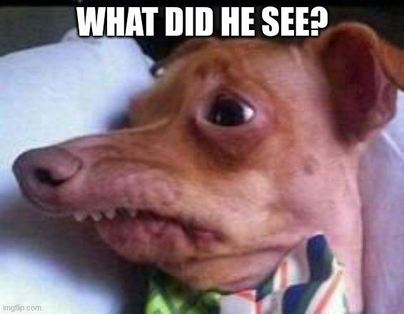 lisp dog | WHAT DID HE SEE? | image tagged in lisp dog | made w/ Imgflip meme maker