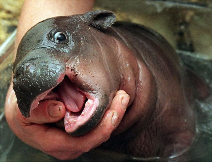 Baby Hippo Blank Meme Template