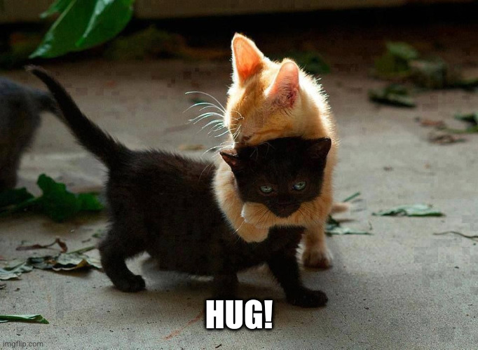 kitten hug | HUG! | image tagged in kitten hug | made w/ Imgflip meme maker