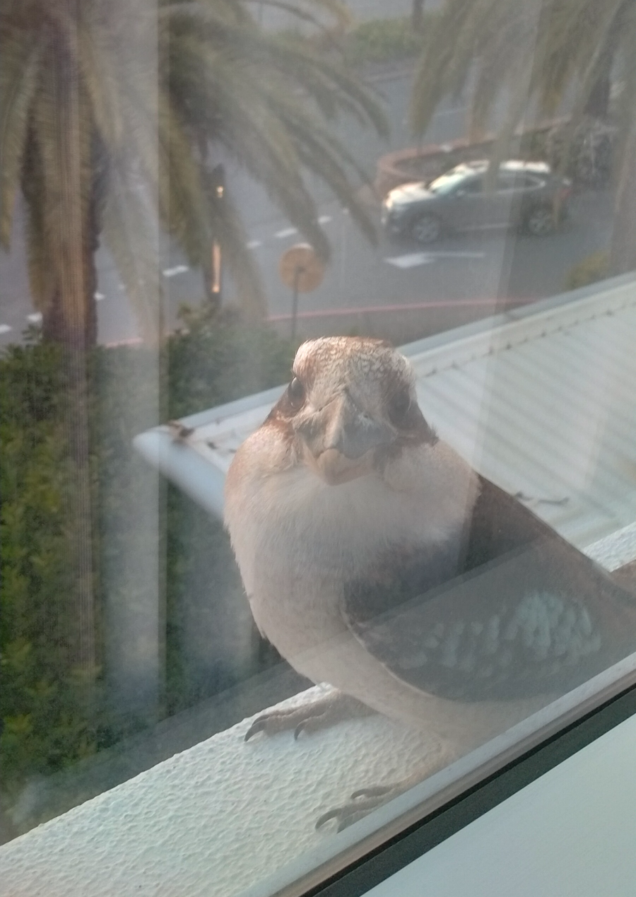 Bird Blank Meme Template