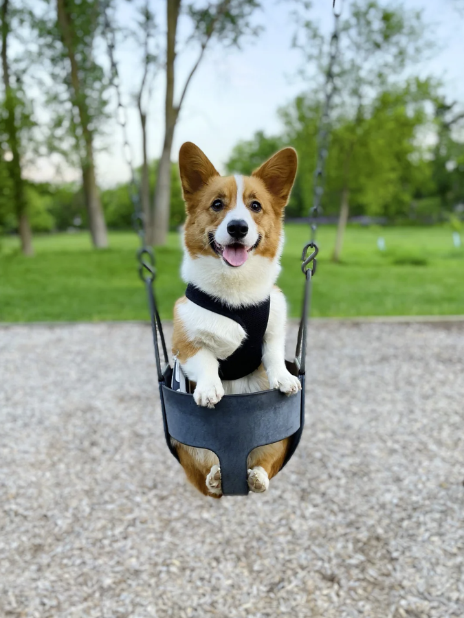 High Quality Corgi Swing Blank Meme Template