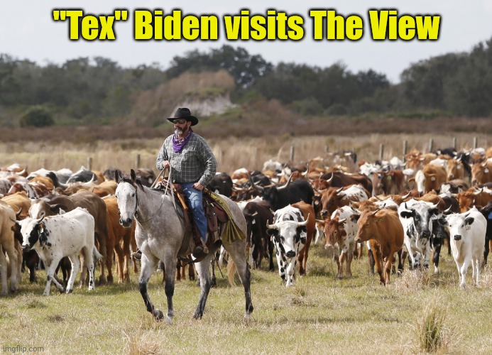 Cowboy horse cattle cows | "Tex" Biden visits The View | image tagged in cowboy horse cattle cows | made w/ Imgflip meme maker