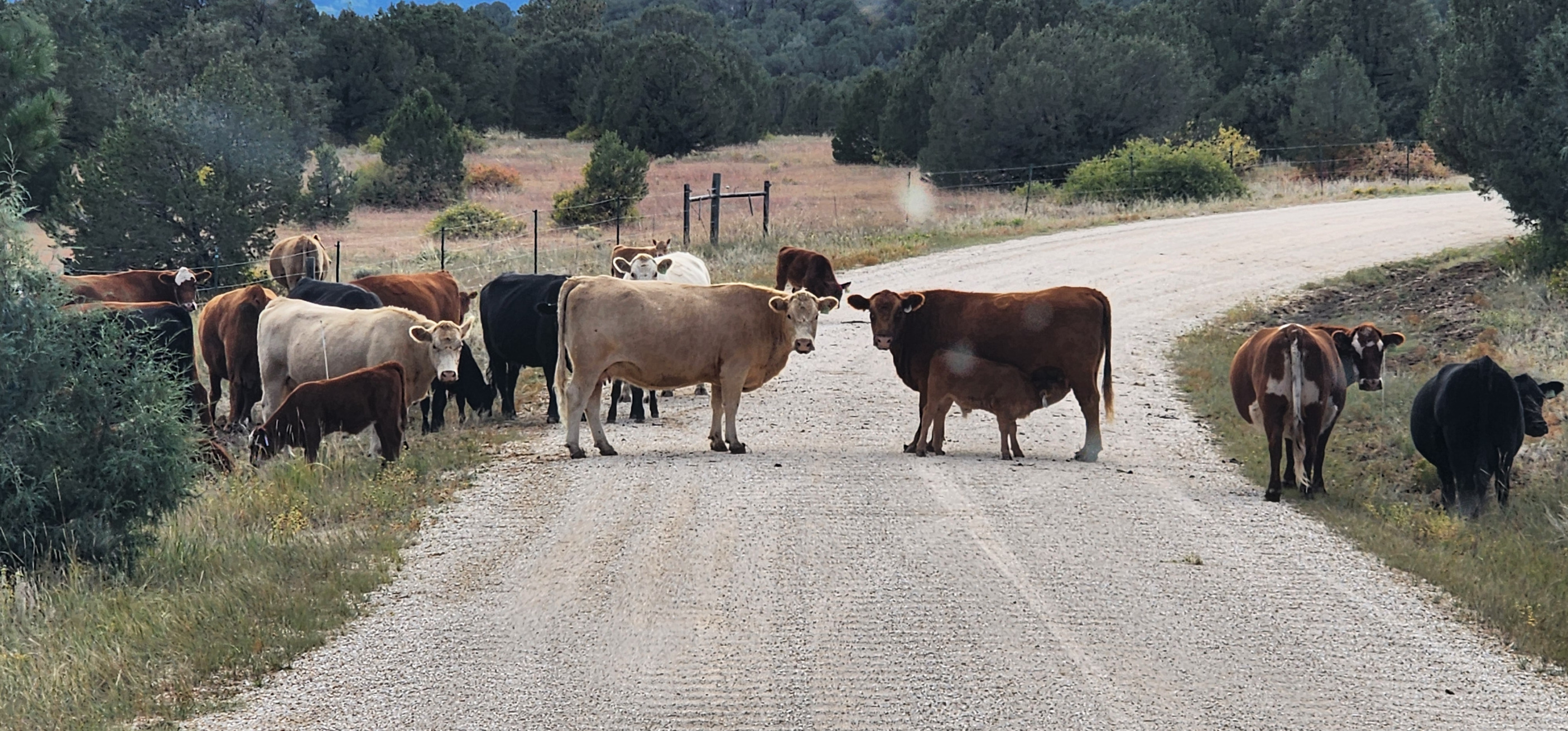 High Quality Cows blocking the road Blank Meme Template