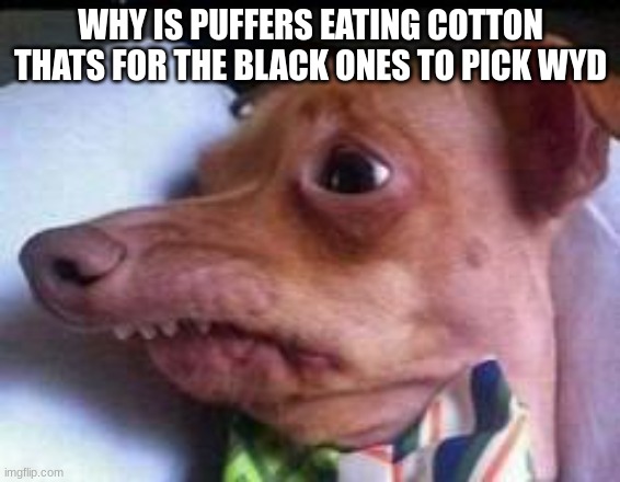 lisp dog | WHY IS PUFFERS EATING COTTON THATS FOR THE BLACK ONES TO PICK WYD | image tagged in lisp dog | made w/ Imgflip meme maker